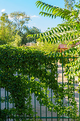 Image showing Beautiful yard gate overgrown with plants