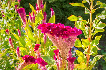 Image showing Red flowers bush outside