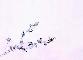 Image showing Light Lilac Blurred Floral Background