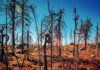 Image showing Magic Deadwood in Karelia