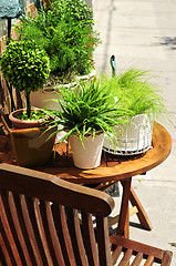 Image showing Potted green plants