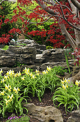 Image showing Zen garden