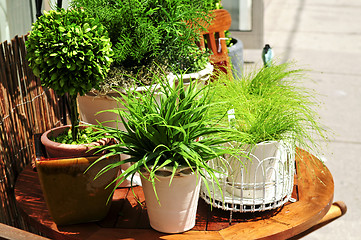 Image showing Potted green plants