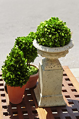 Image showing Potted green plants