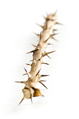 Image showing Rose branch with thorns