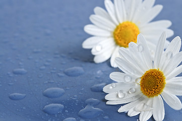 Image showing Daisy flowers with water drops