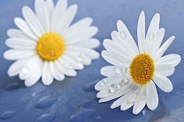 Image showing Daisy flowers with water drops