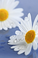 Image showing Daisy flowers with water drops