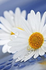 Image showing Daisy flowers with water drops