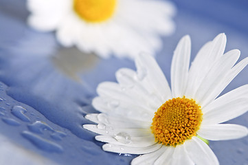 Image showing Daisy flowers with water drops