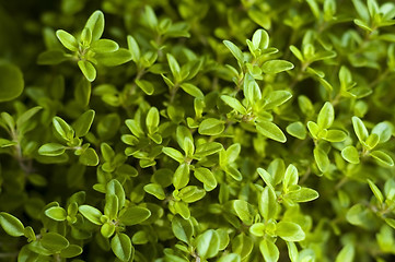 Image showing growing herbs