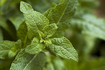 Image showing growing herbs