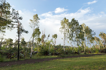 Image showing broken birch tree after a storm