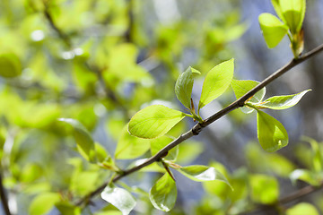 Image showing linden leaves, spring