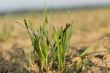 Image showing young grass plants, close-up