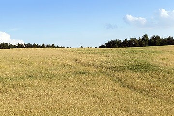 Image showing ripening cereals in the field