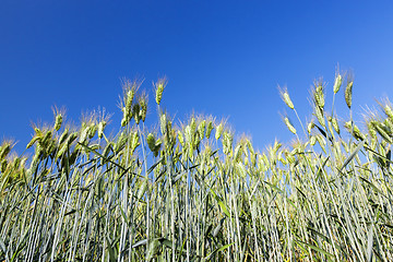 Image showing Field with cereal