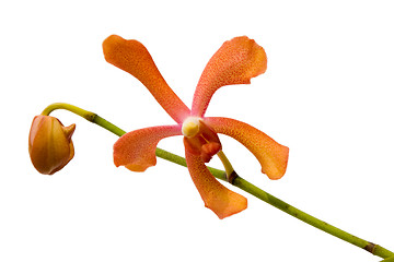 Image showing Orange Orchid