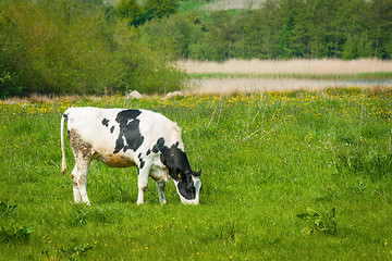 Image showing Cow grazing on a green meadow