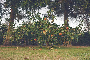 Image showing Colorful apples on an apple tree