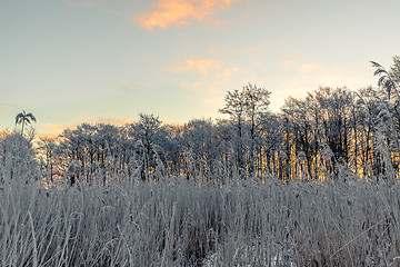 Image showing Grass on a cold morning