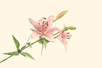 Image showing Lily flower