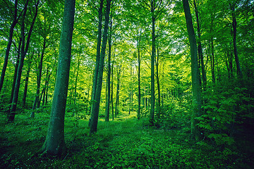 Image showing Forest foliage in green colors