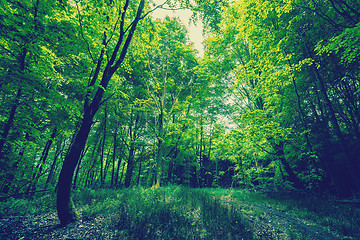 Image showing Magical green forest in daylight