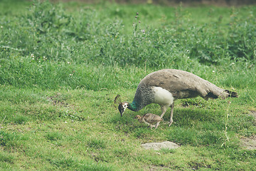 Image showing Peacock mother protecting the chickens