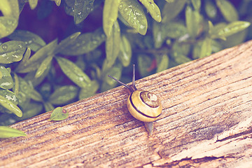 Image showing Common snail in a garden