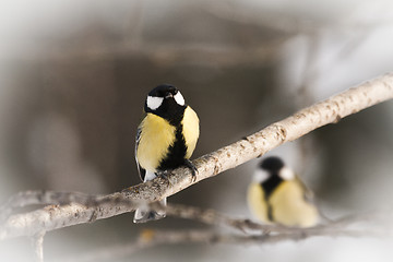 Image showing great tits