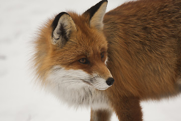 Image showing red fox