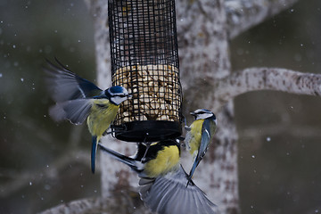 Image showing feeding tits