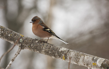 Image showing chaffinch