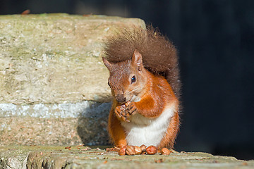 Image showing Red Squirrel Eating on Wall