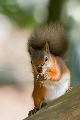 Image showing Red Squirrel with Nut