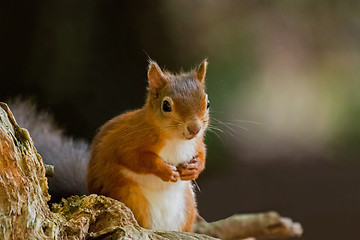 Image showing Red Squirrel with Paws Up