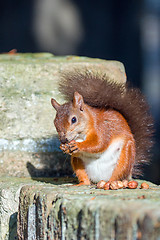 Image showing Red Squirrel Posing on Wall