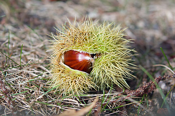 Image showing Sweet Chestnut in Shell