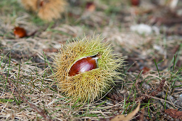 Image showing Sweet Chestnut on Ground