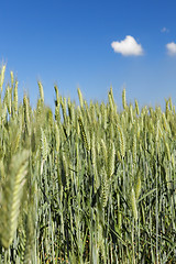 Image showing Field with cereal