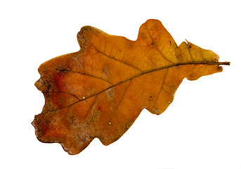 Image showing isolated oak leaf