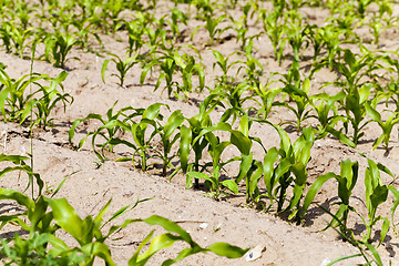 Image showing corn plants . spring