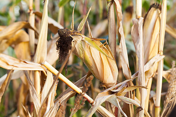 Image showing yellowed ripe corn