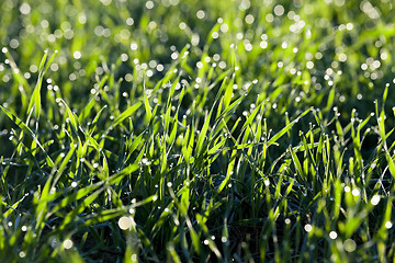 Image showing young grass plants, close-up