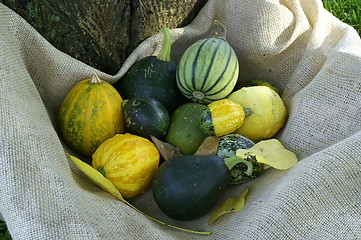 Image showing Pumpkins