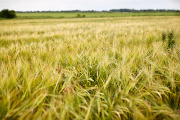 Image showing cereal field with spikelets of ripe rye or wheat