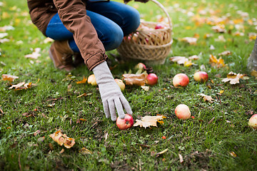 Image showing woman with basket picking apples at autumn garden