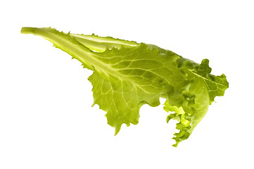 Image showing fresh vegetables - green leaf lettuce