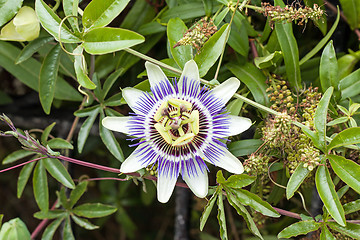 Image showing Passion Flower